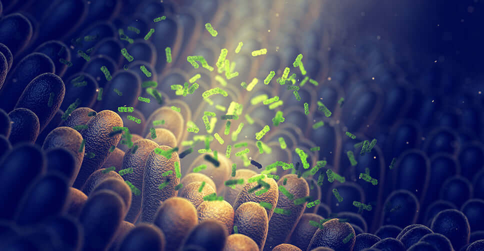 Probioticos lactobacilos y los 5 secretos que cambiaran tu microbiota intestinal