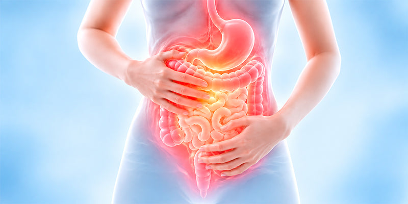 Probióticos y Cáncer: Qué Sabemos Sobre La Microbiota y Los Síntomas Gastrointestinales Durante El Tratamiento Oncológico