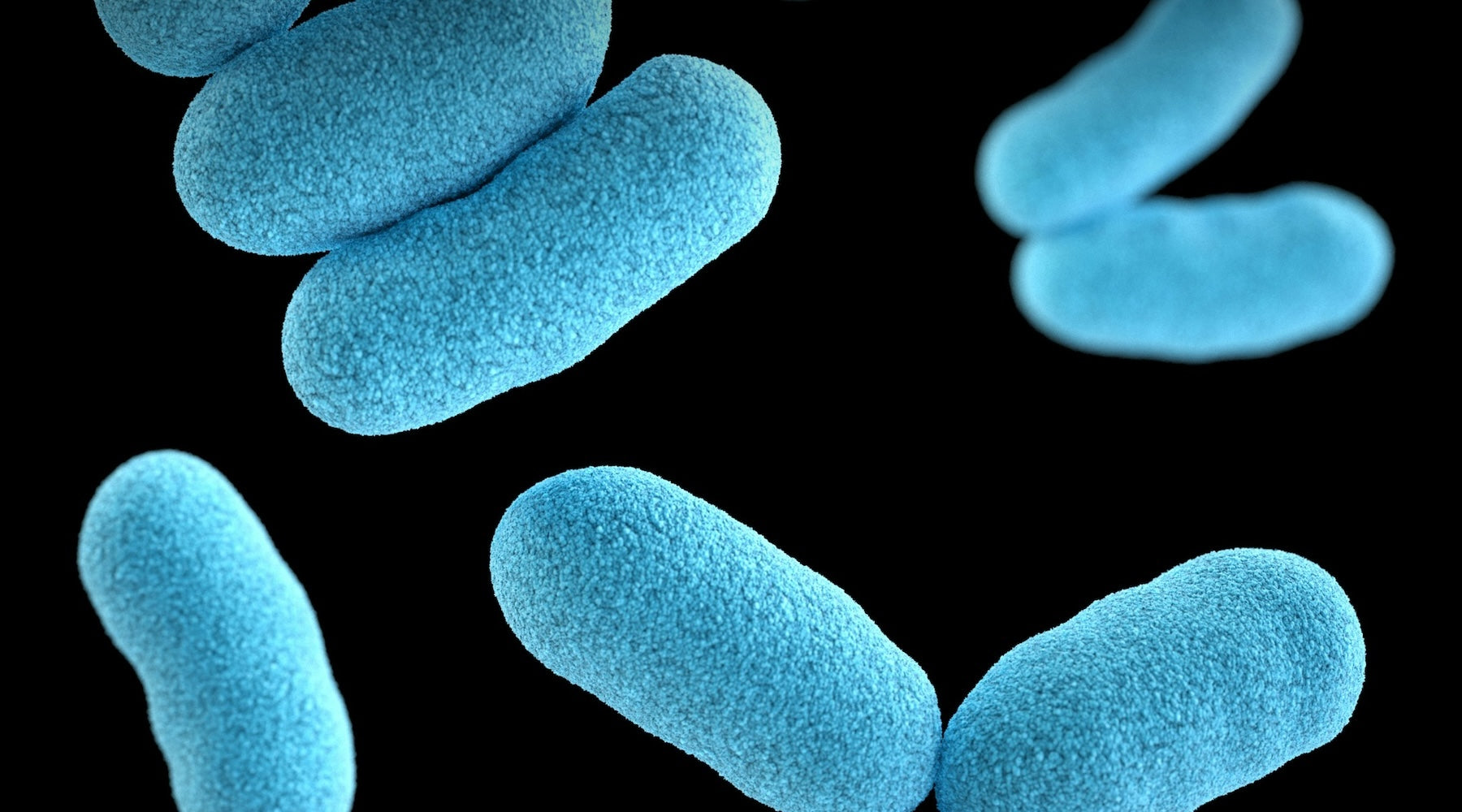 Los Probióticos y el Sistema Inmunológico: Tu Primera Línea de Defensa