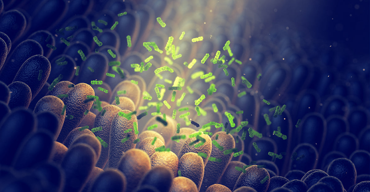 ¿Para qué sirven los probióticos? Los beneficios que no te  querrás perder