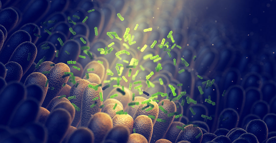 Probioticos lactobacilos y los 5 secretos que cambiaran tu microbiota intestinal