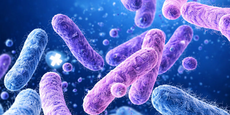 Simbiosis Sinérgica®: Cómo los Probióticos y Prebióticos Trabajan Juntos para Fortalecer tu Microbiota